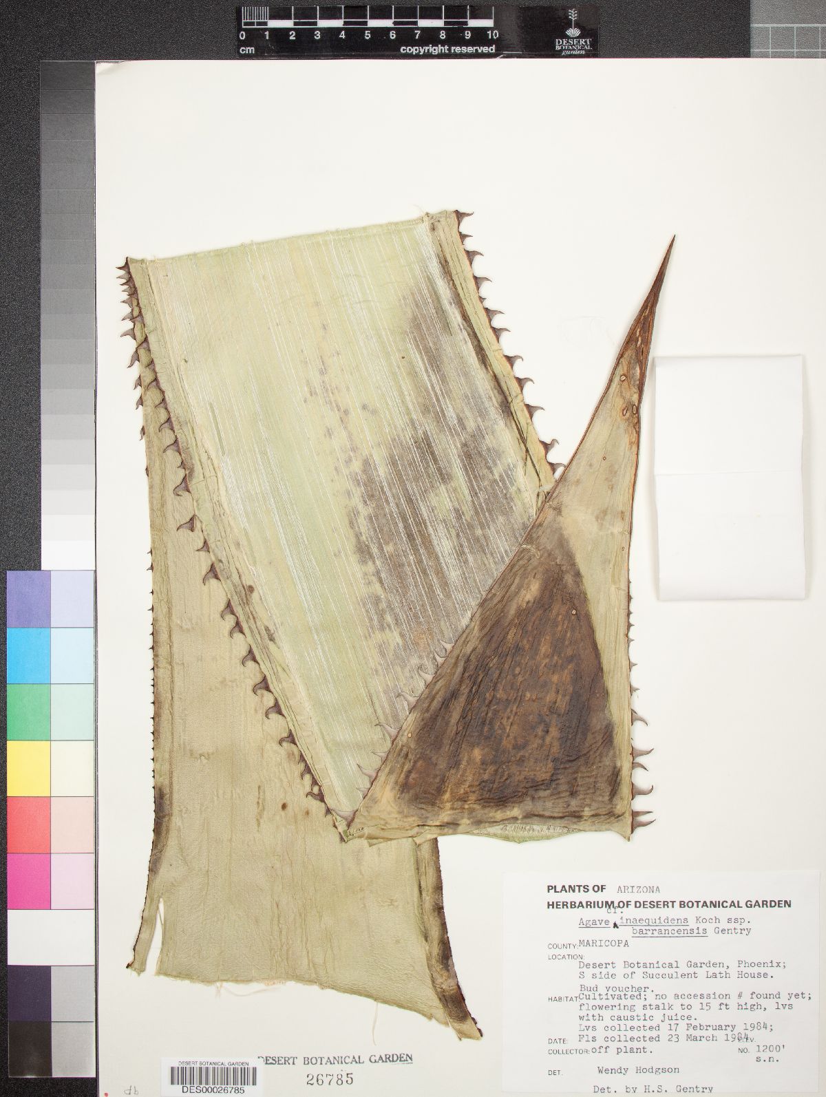 Agave inaequidens subsp. barrancensis image