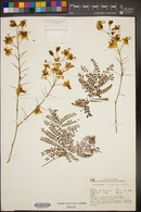 Caesalpinia peninsularis image