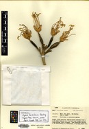 Agave fortiflora image