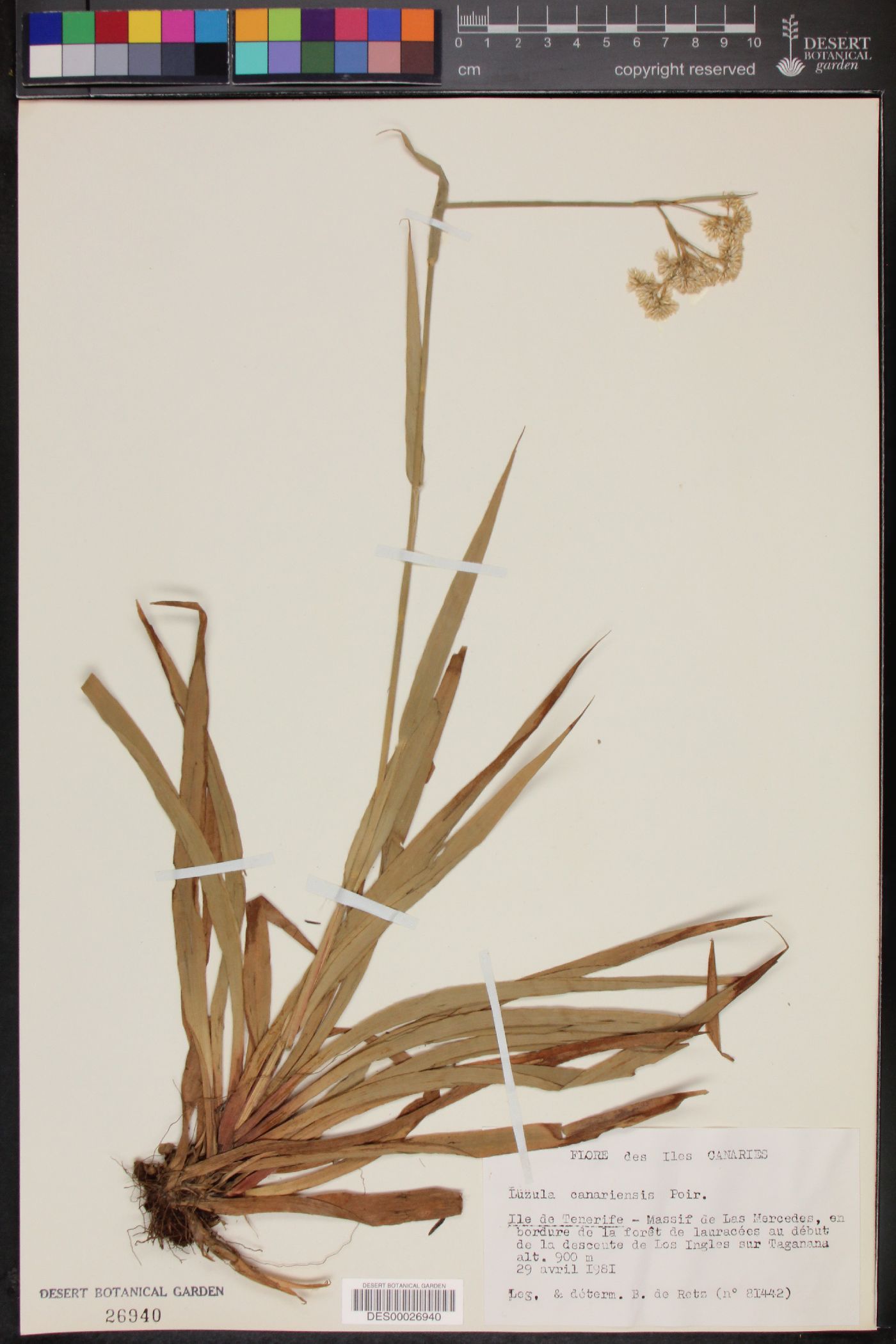 Luzula canariensis image