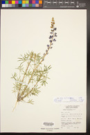 Lupinus sparsiflorus subsp. mohavensis image