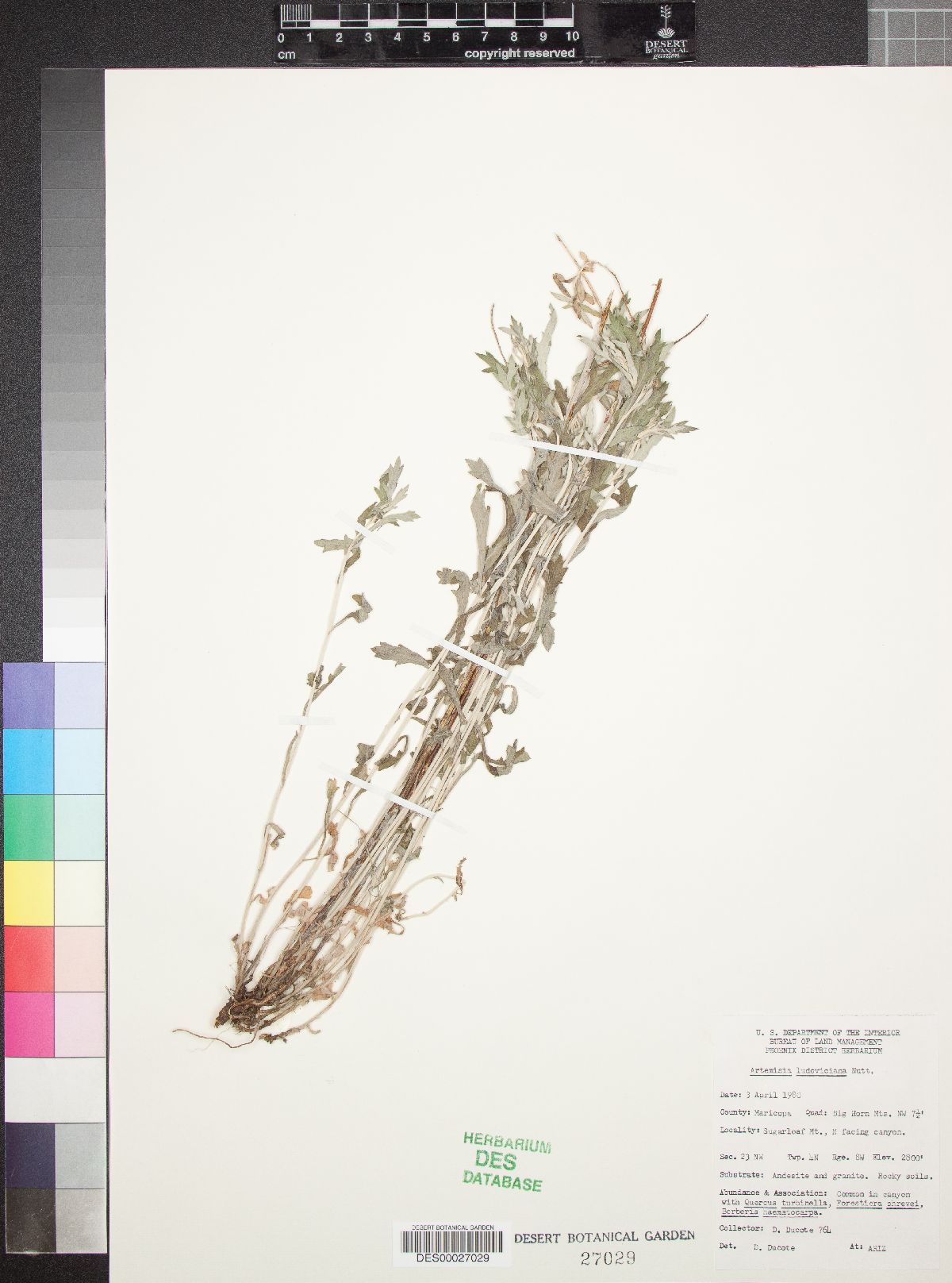 Artemisia ludoviciana subsp. redolens image