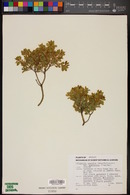 Ericameria cuneata var. spathulata image