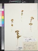 Oenothera clavaeformis subsp. aurantiaca image