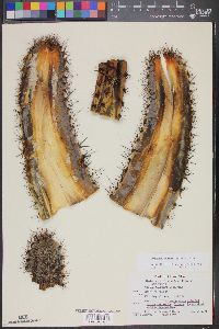 Stenocereus thurberi image