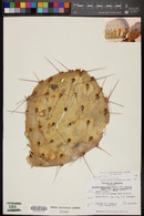 Opuntia engelmannii var. engelmannii image