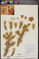 Cylindropuntia echinocarpa image