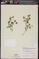 Physalis crassifolia image