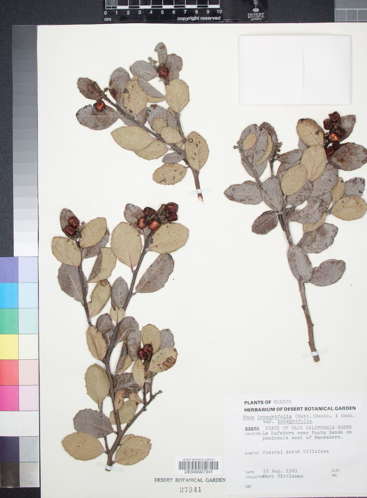 Rhus integrifolia var. integrifolia image