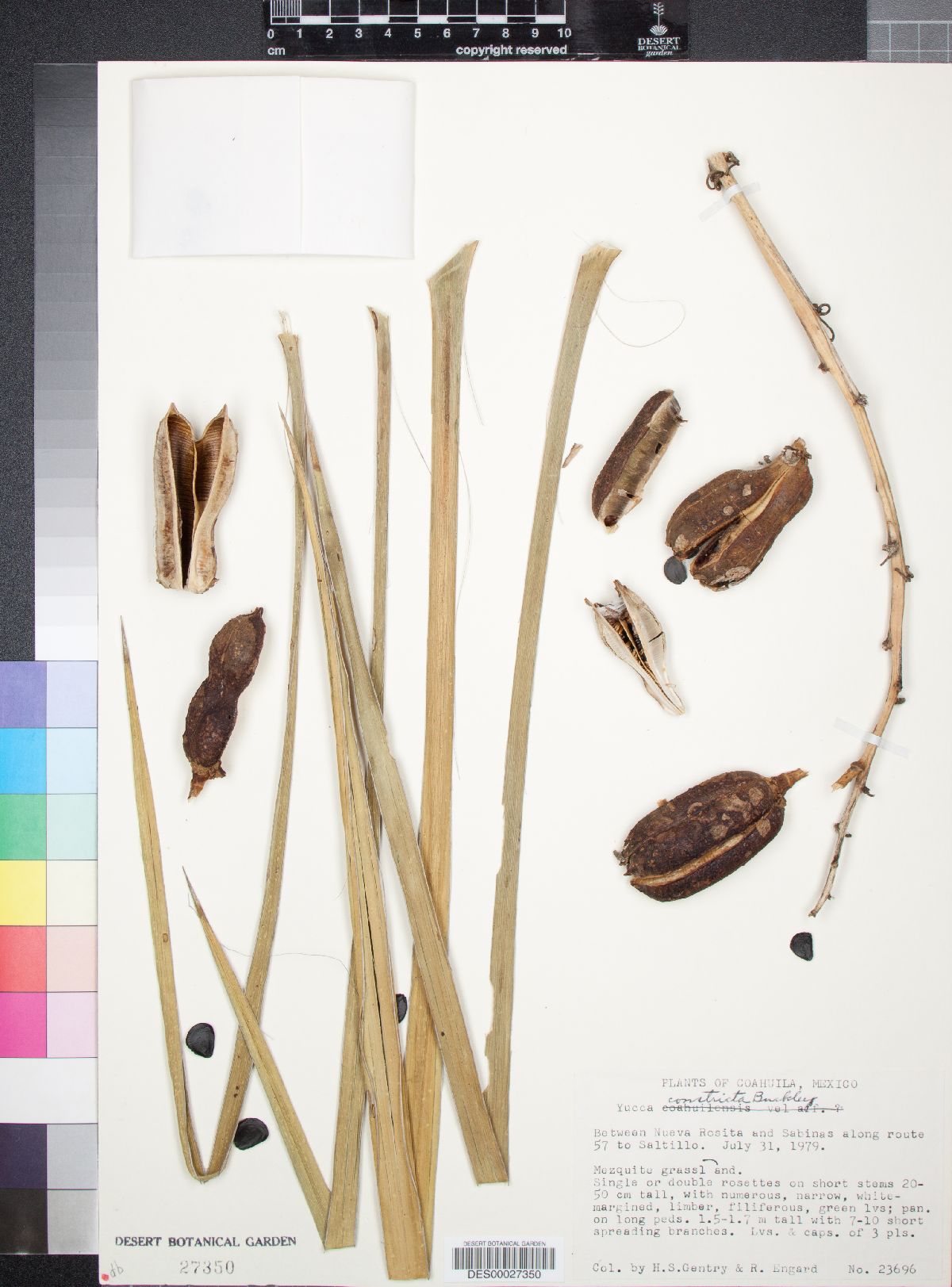 Yucca coahuilensis image