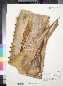 Agave shrevei subsp. magna image
