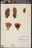 Echinocereus fendleri subsp. rectispinus image