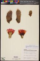 Echinocereus fendleri image