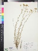 Eriophyllum confertiflorum image