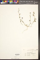 Lotus arabicus image