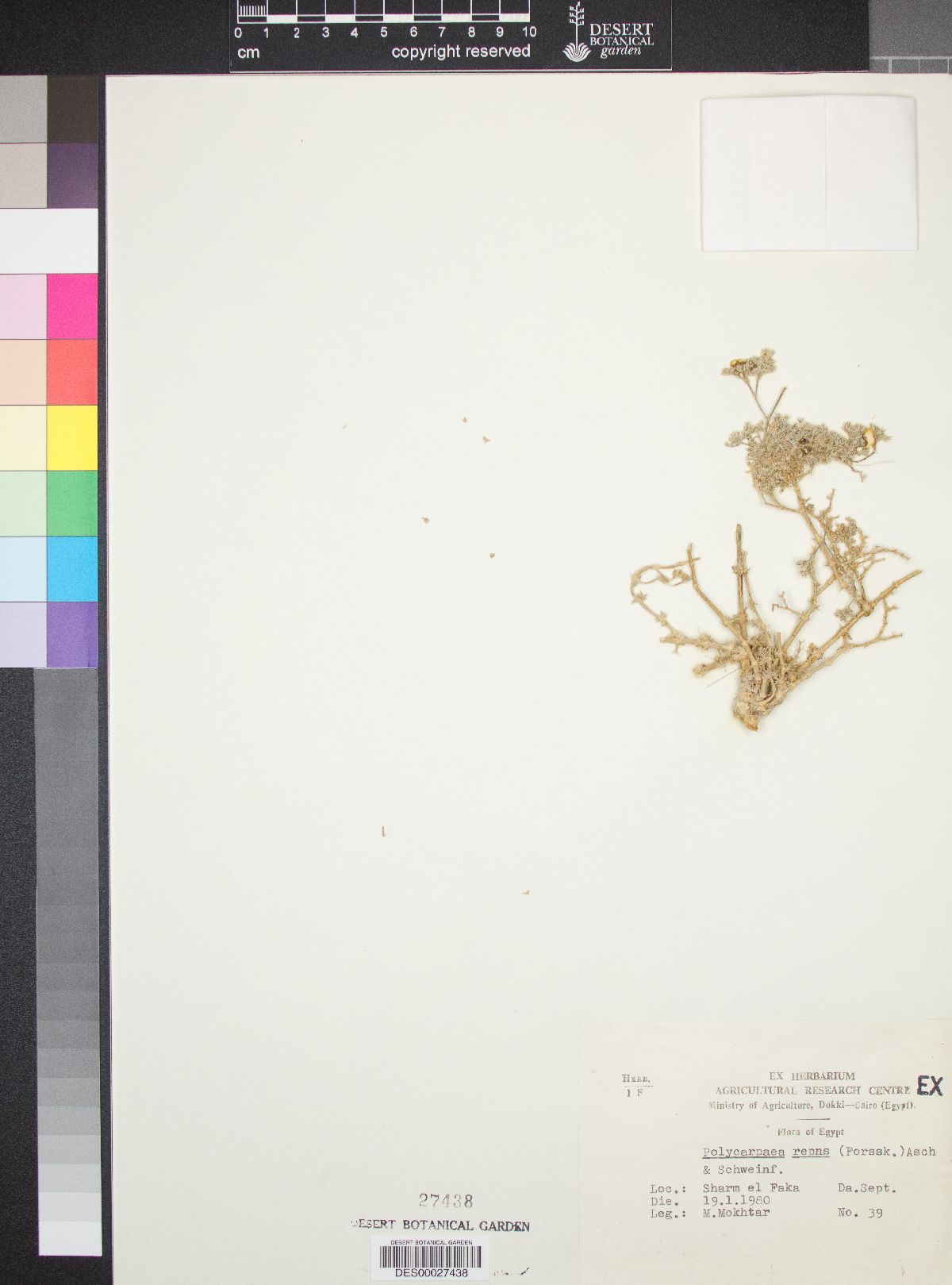 Polycarpaea repens image