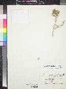 Herniaria hemistemon image