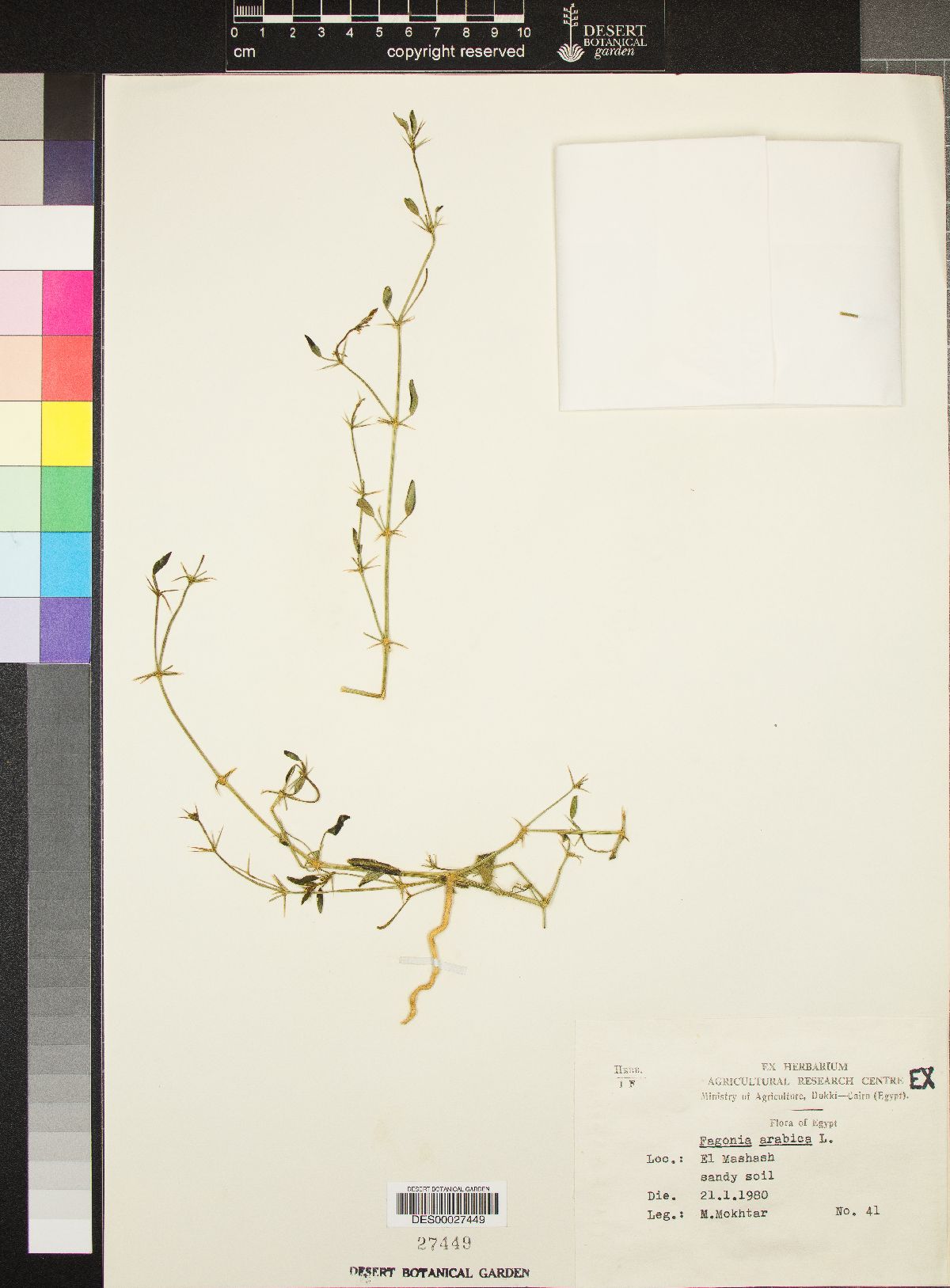 Fagonia arabica image