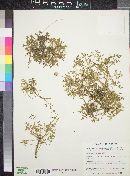 Hofmeisteria fasciculata var. pubescens image