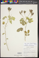 Cassia confinis image