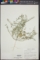 Astragalus insularis image