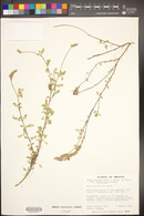 Dalea bicolor var. orcuttiana image