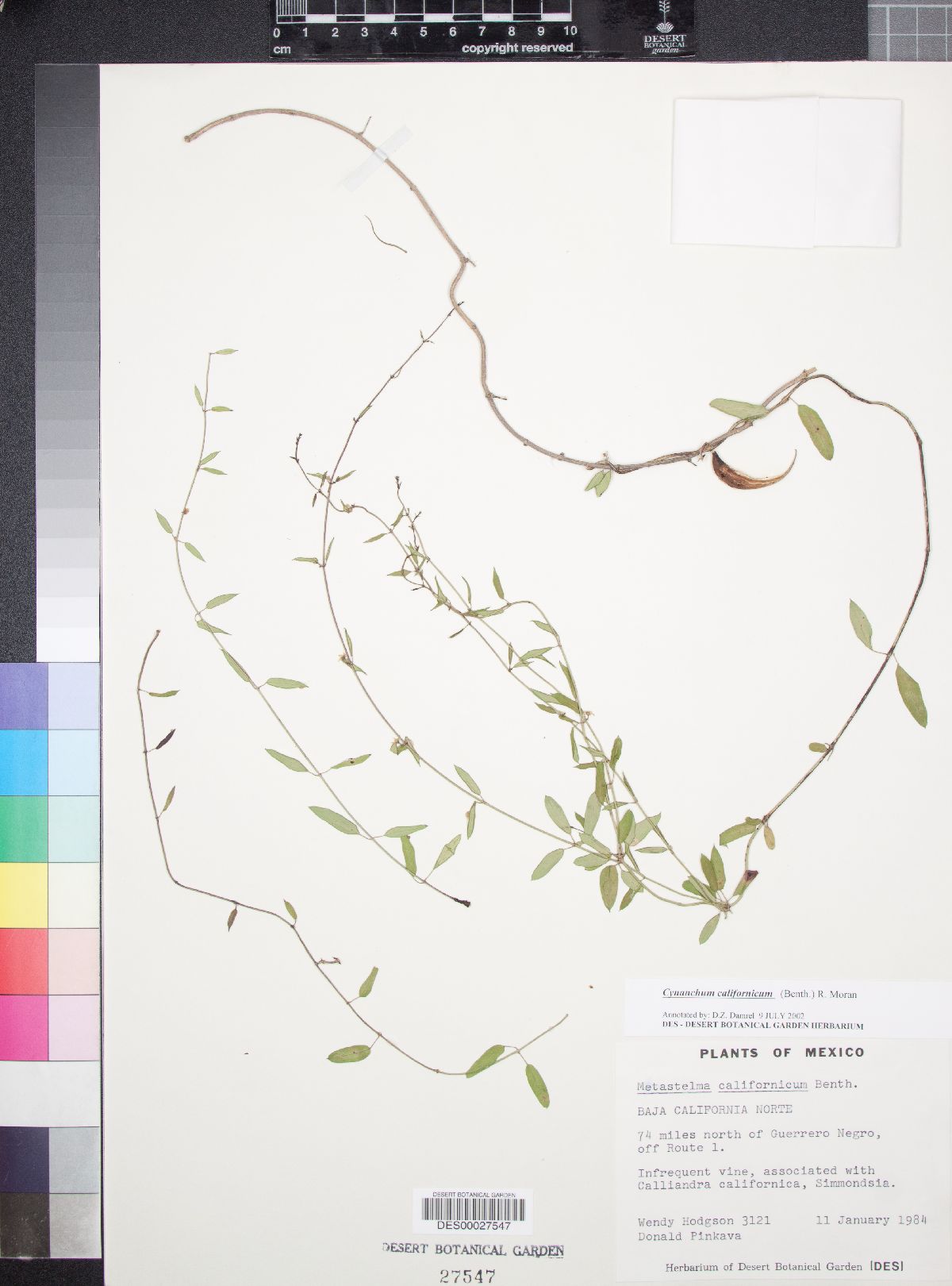 Cynanchum californicum image