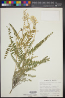 Astragalus fastidius image