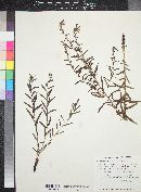 Lithospermum multiflorum image