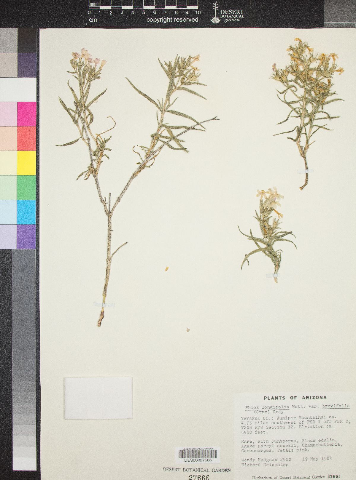 Phlox longifolia subsp. brevifolia image