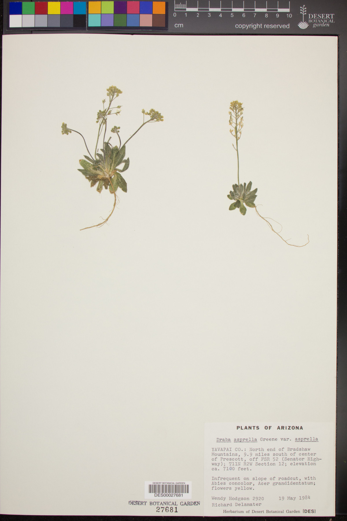 Draba asprella var. asprella image