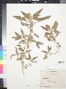 Amaranthus wrightii image