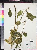 Urtica gracilis subsp. holosericea image