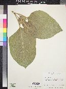 Agnorhiza ovata image