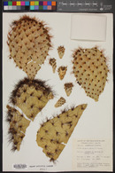 Image of Opuntia insularis