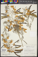 Senna artemisioides subsp. artemisioides image
