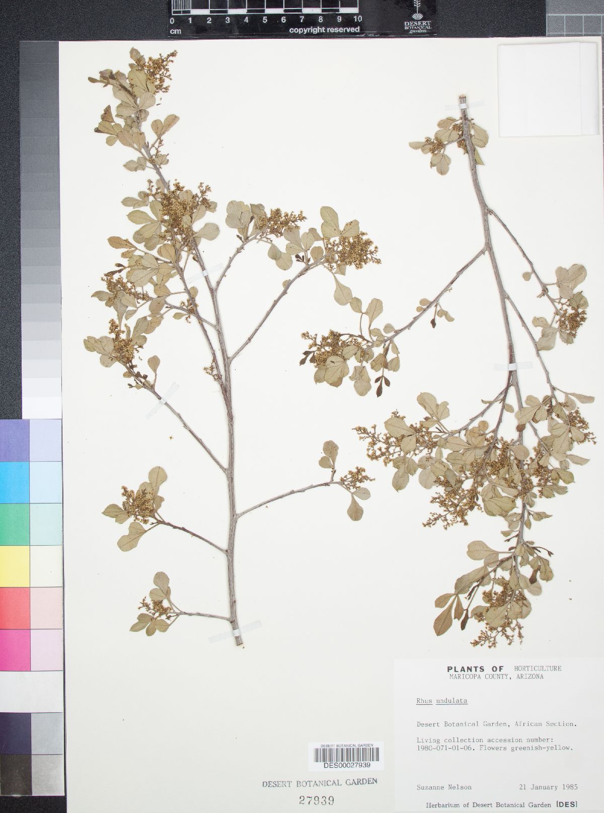 Searsia undulata image