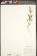 Crotalaria sagittalis image