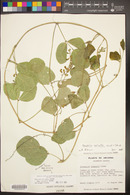 Phaseolus maculatus subsp. maculatus image