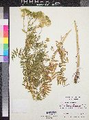 Polemonium foliosissimum image