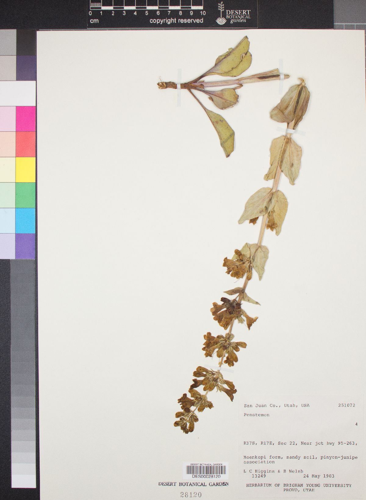 Penstemon lentus var. albiflorus image