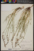 Astragalus moencoppensis image