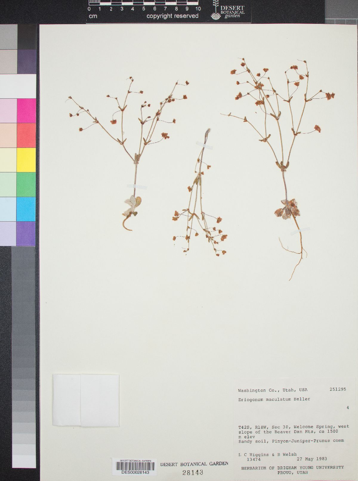 Eriogonum maculatum image