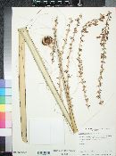 Hesperaloe funifera subsp. chiangii image