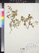 Physocarpus alternans image