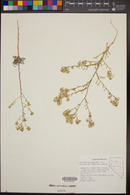 Lepidium montanum var. tenellum image