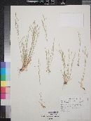 Deschampsia danthonioides image