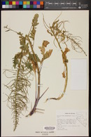 Thelypodium laciniatum image