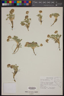 Trifolium andersonii subsp. beatleyae image