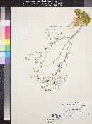 Eriogonum rubricaule image